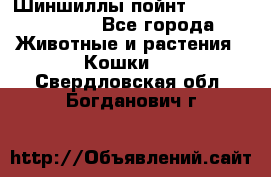 Шиншиллы пойнт ns1133,ny1133. - Все города Животные и растения » Кошки   . Свердловская обл.,Богданович г.